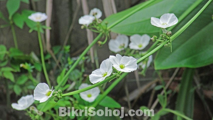 Mexican Sword Plant